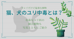 猫 犬 人にも有毒な園芸植物 冬定番シクラメン プリムラ ねこマナ部